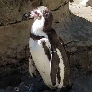 Meet your Posher, Larrie